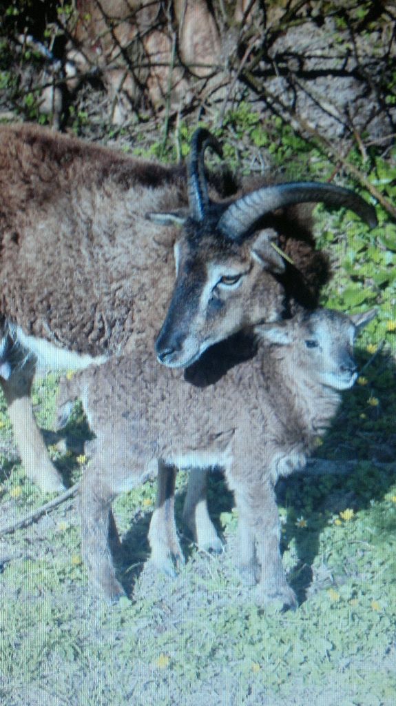 Naissance de notre premier agneau Soay le 5 avril