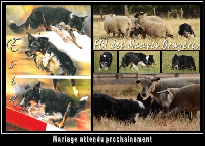 Du Clos des Hallates - Chiots à naître aux alentours du 20 octobre