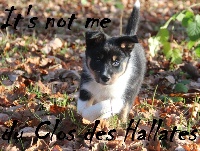 IT'S NOT ME